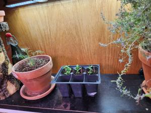 California Poppy Day 2