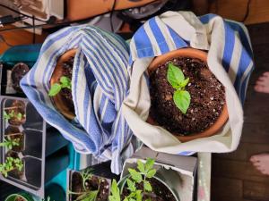 hot peppers on a heating pad wrapped in a tea towel